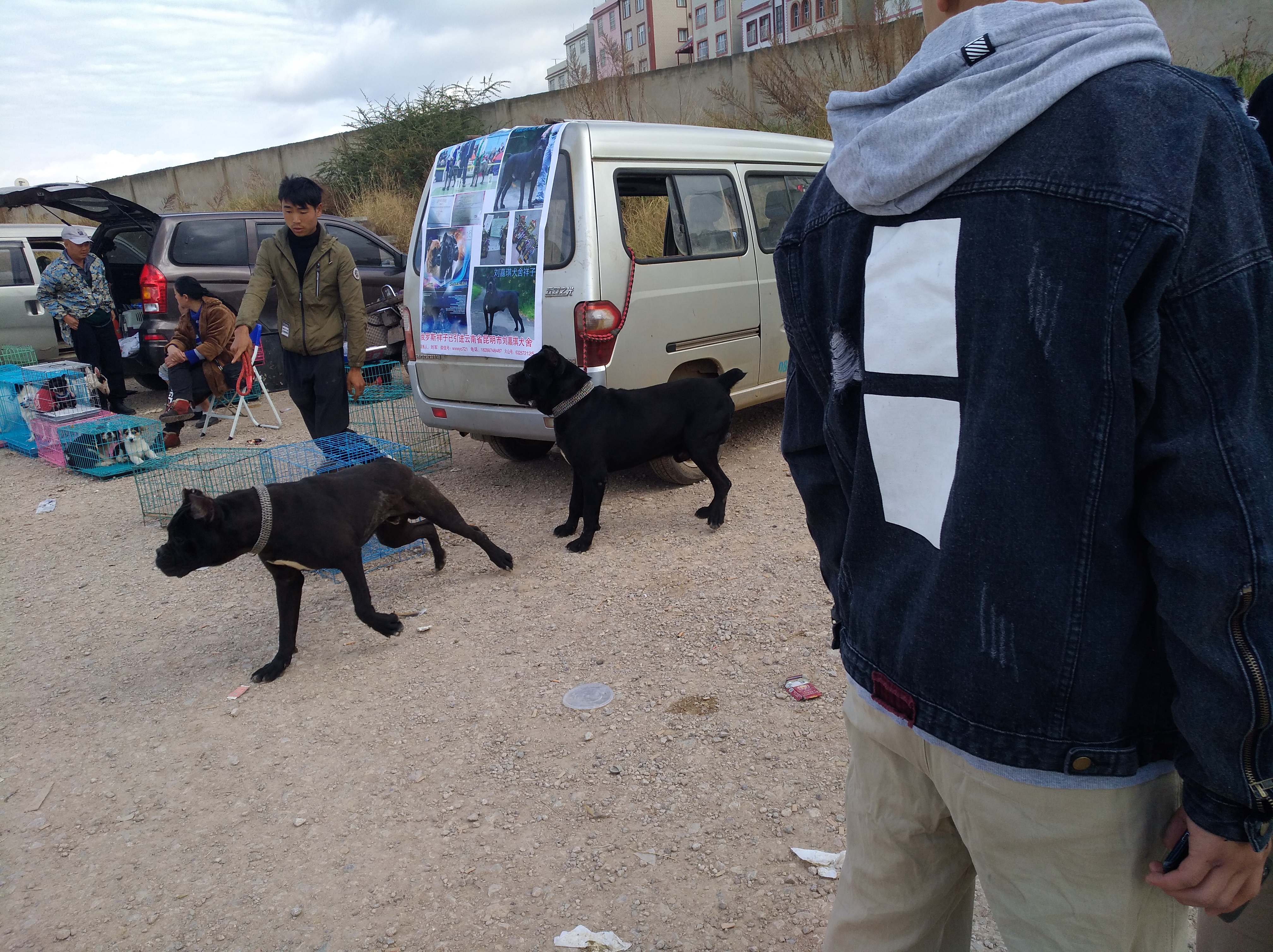 品相最好的杜高犬,杜高犬舍靠谱吗