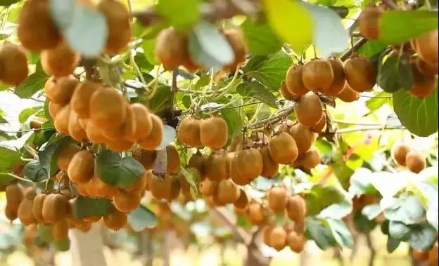 眉县猕猴桃为什么能上央视,眉县猕猴桃品牌故事