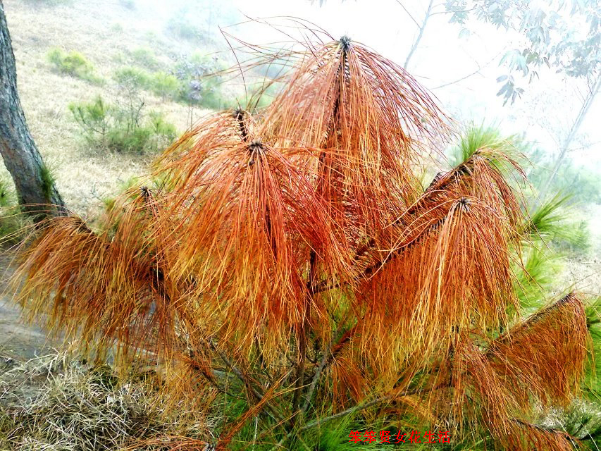 一个叫木头一个叫马尾民谣现场,一个叫木头一个叫马尾有什么含义