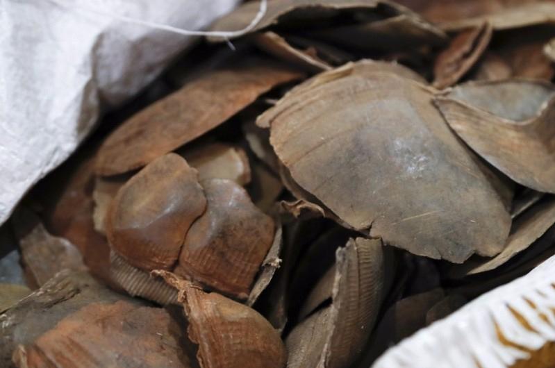 收穿山甲被处罚,穿山甲被判刑案例