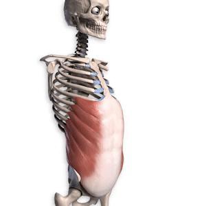 瑜伽斜方肌的锻炼方法,瑜伽腹斜肌