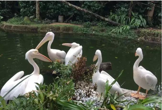 新加坡旅游必吃攻略,来新加坡旅游去哪里吃