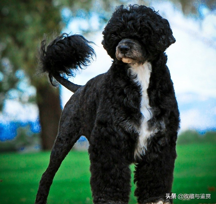 世界上昂贵的25个犬种