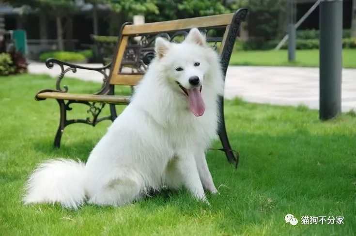 狗狗指甲断了流血怎么办,狗狗指甲血线过长怎么办