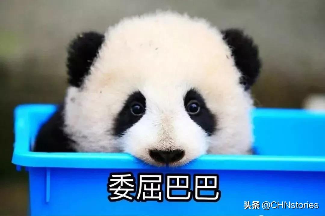 熊猫贝贝回国后的生活,和平大使熊猫