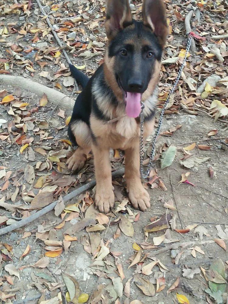 温柔的中亚牧羊犬,温柔的黑犬