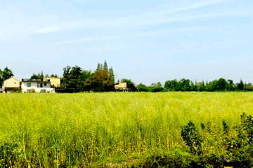 周末新都耍了一圈，朋友都以为我出了趟国