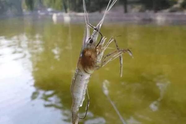 副竿钓鱼用什么饵最好,野钓用饵口诀记住必爆护