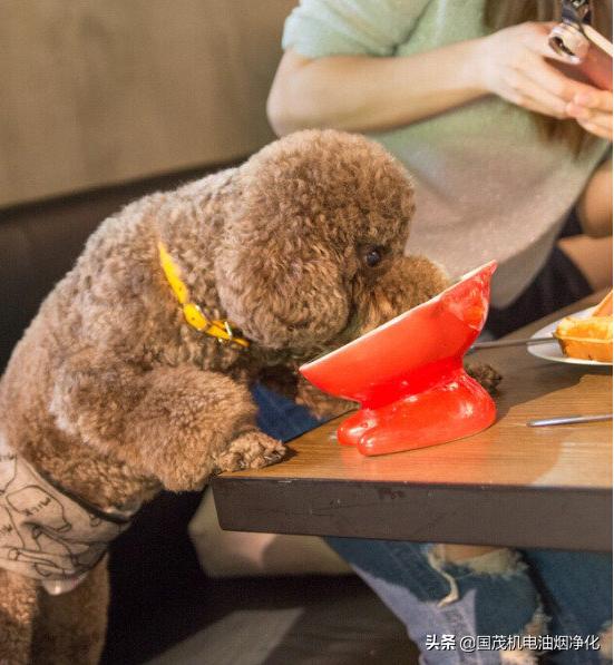 女子用餐厅餐具喂狗后续,女子用饭店餐盘喂狗