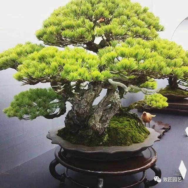 打算做盆景行业怎样入行,想做盆景生意怎么入手