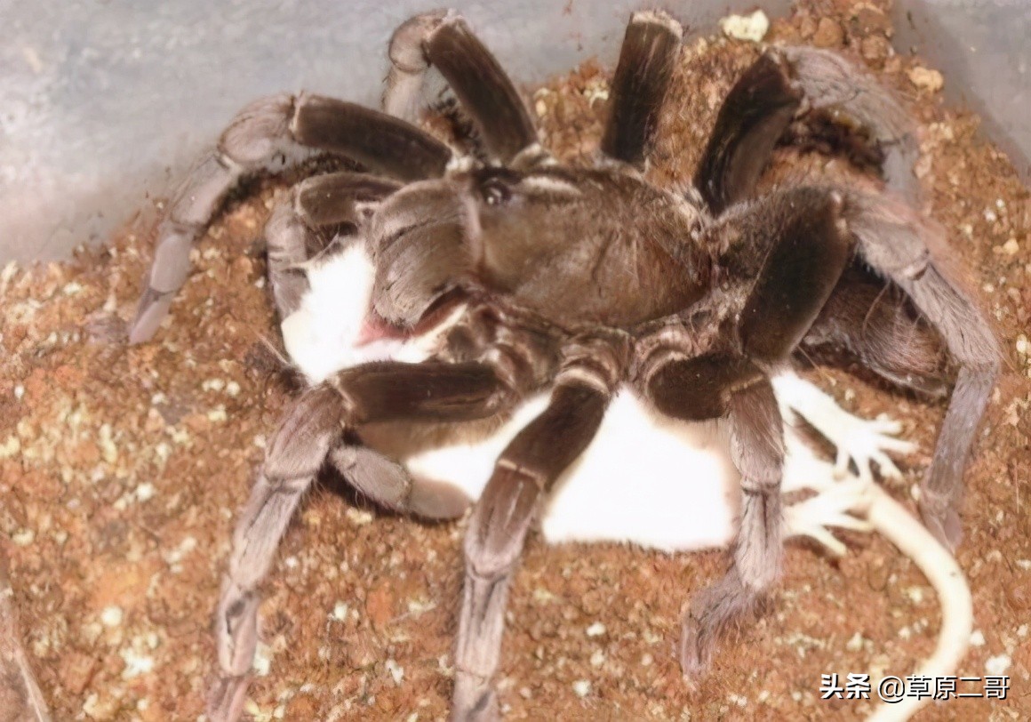 顶呱呱知识科普,顶呱呱科普小知识动画