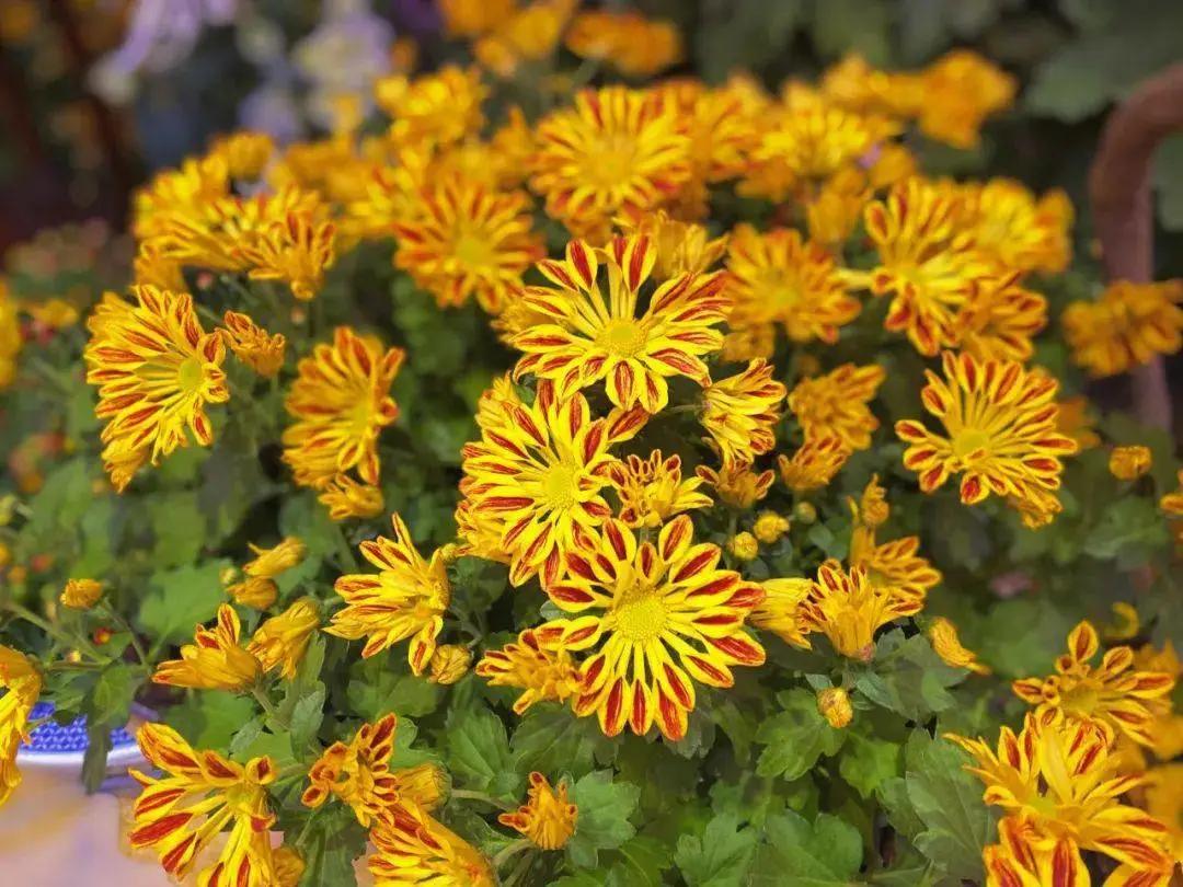 金秋送爽丹桂飘香原创,金秋飒爽丹桂飘香