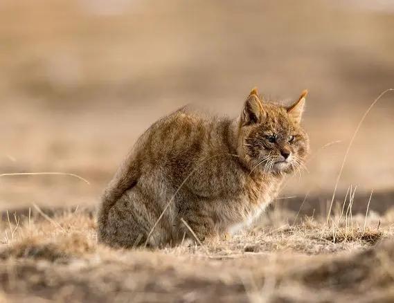这些“高仿猫”天团，你见过几个？