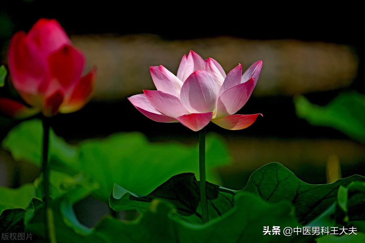 寒湿凝滞附睾炎中医治疗,湿热下注精索静脉曲张