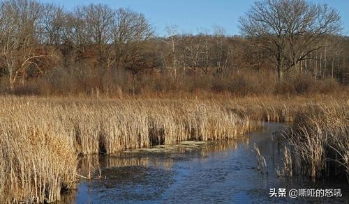 捉黄鳝和鱼的高手,全网最厉害的抓黄鳝能手