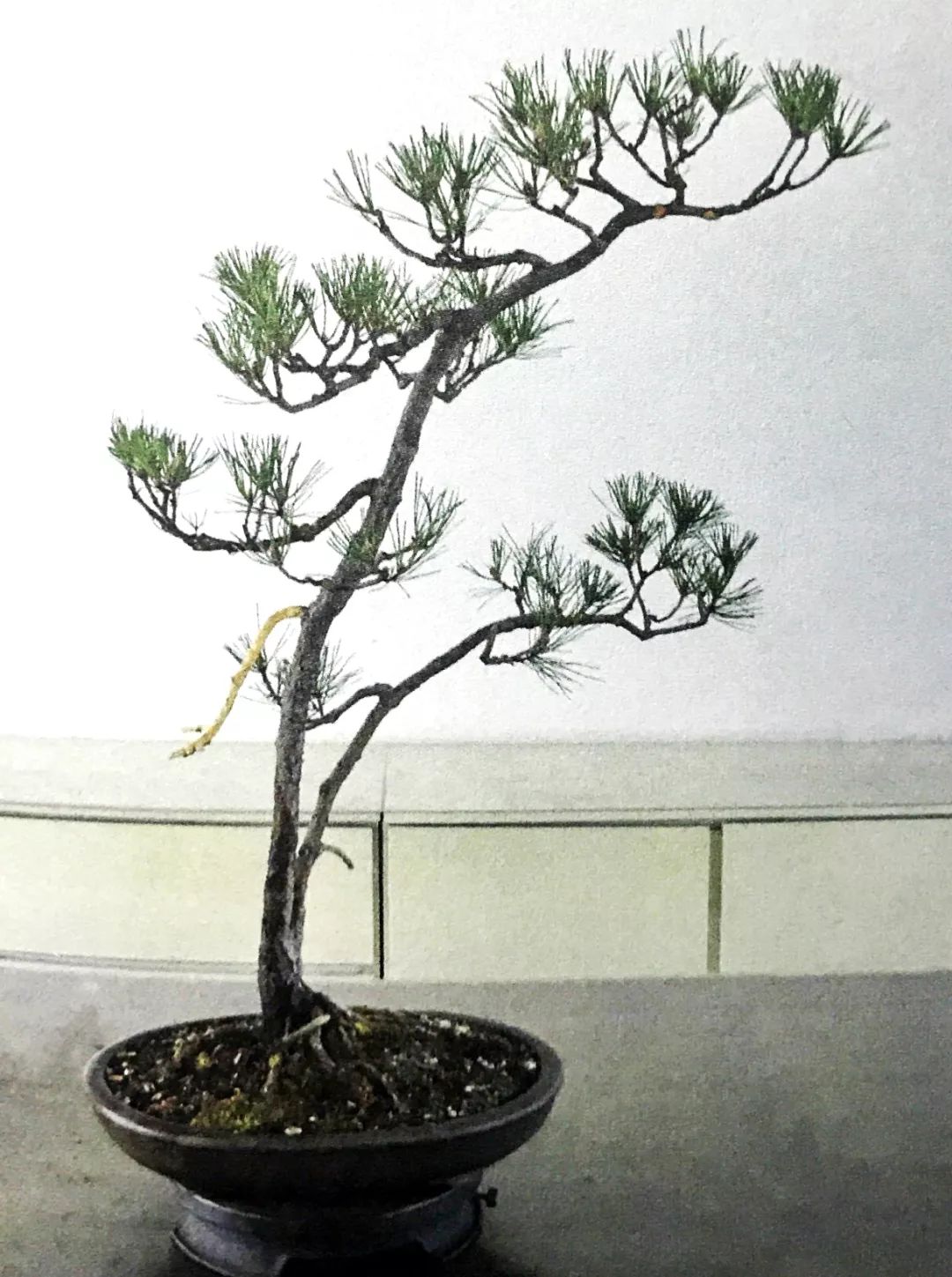 一千元一棵的黑松盆景,1000元左右黑松盆景