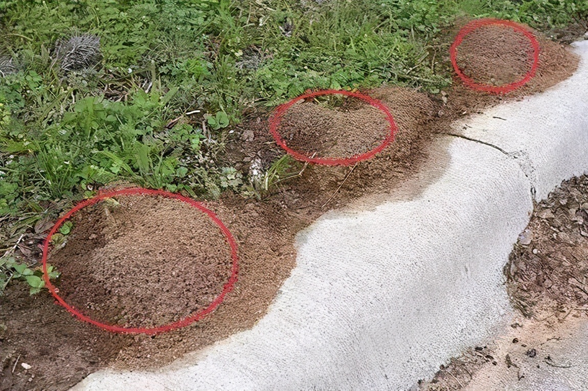 很毒！碰到这种小土堆躲远点