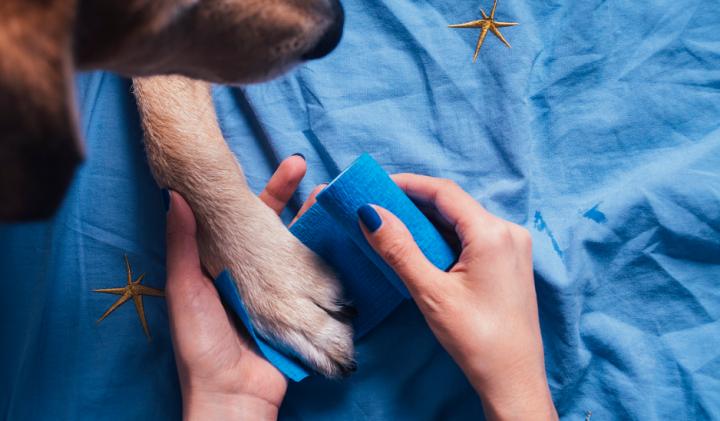 狗狗手术后伤口十多天不愈合,狗狗伤口一直流水不愈合怎么处理