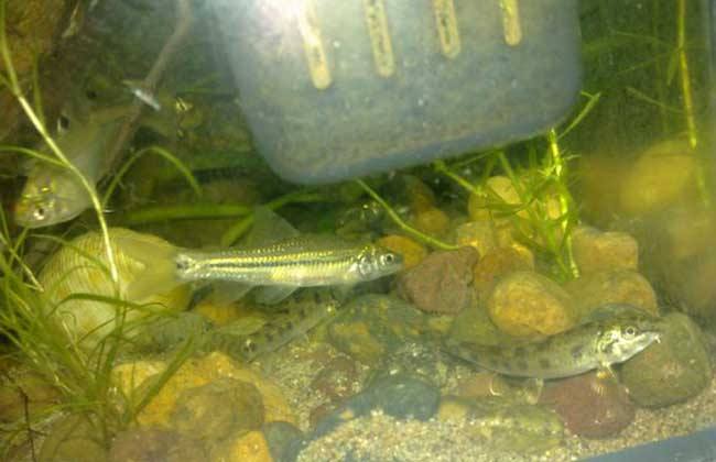 麦穗鱼怎样养殖,麦穗鱼如何大量养殖