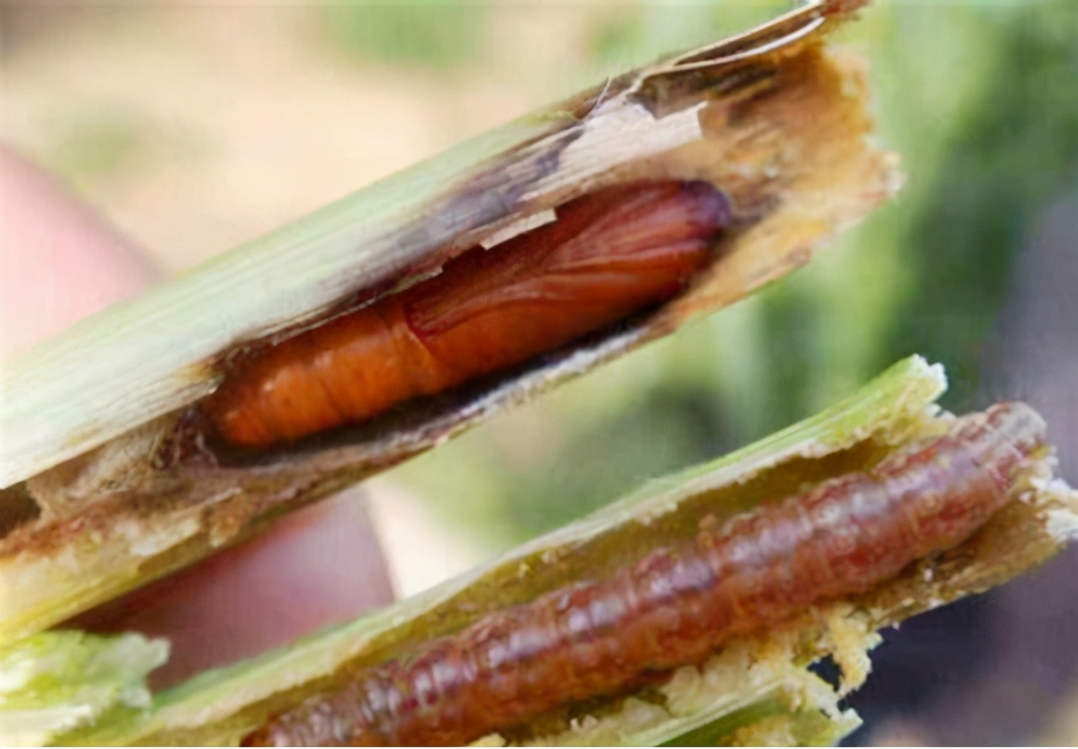 草木灰种生姜技术,桶种生姜技术