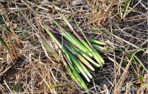 农村常见的药材植物大全,农村有什么好玩的植物还是常见的