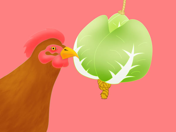 如何防止鸡吃自己的蛋3种防止鸡吃自己的蛋的方法