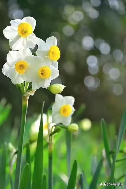 中国十大名花图片及花语,山茶花是中国十大名花吗