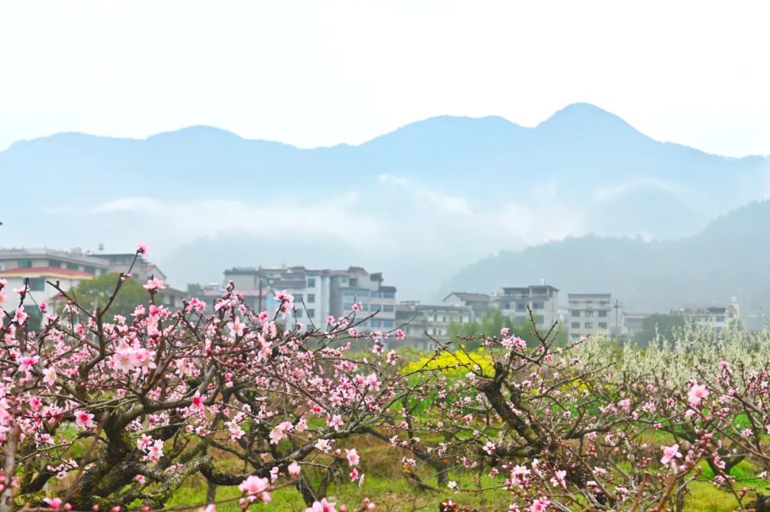 油菜花樱花桃花最受游客关注,春天必打卡的桃花樱花海棠花胜地