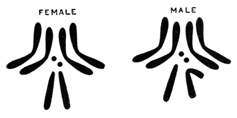 青岛海关截获美国包裹，内含7000多只黑腹果蝇，偷运只为做实验？