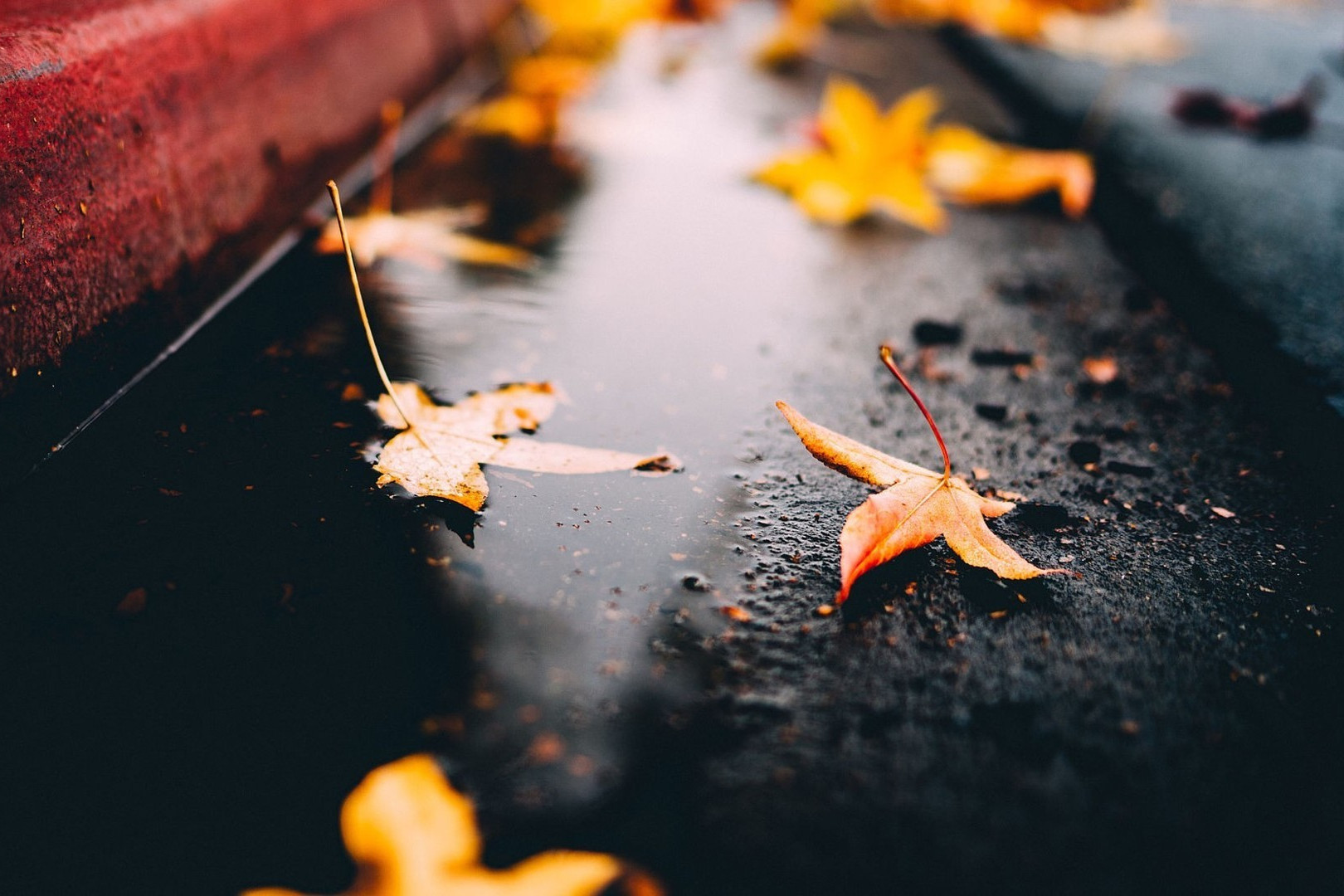 深度解析狮子座性格特点,一句话总结狮子座性格