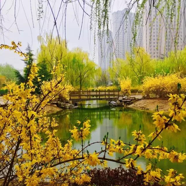 山师附中,山师附中历下区