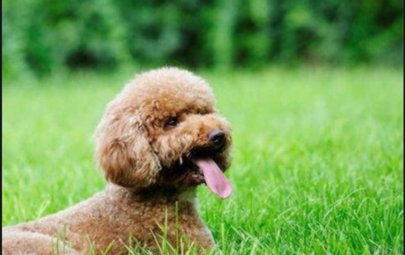 泰迪治疗耳螨多少钱,怎样治疗泰迪狗狗的耳螨