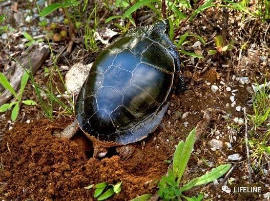 东部锦龟智商排名,红腹东部锦龟