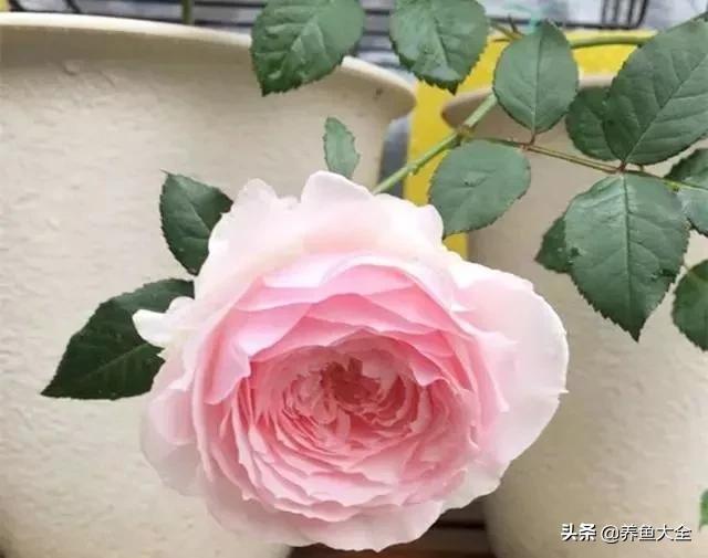 发霉的大米洗洗晒晒就可以了吗,发霉的大米千万不要吃