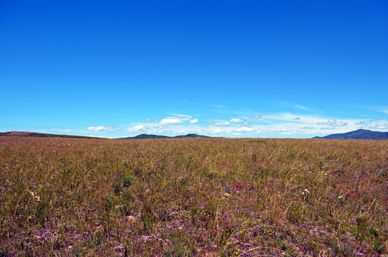 乌珠穆沁草原狼图腾,狼图腾草原魂歌曲
