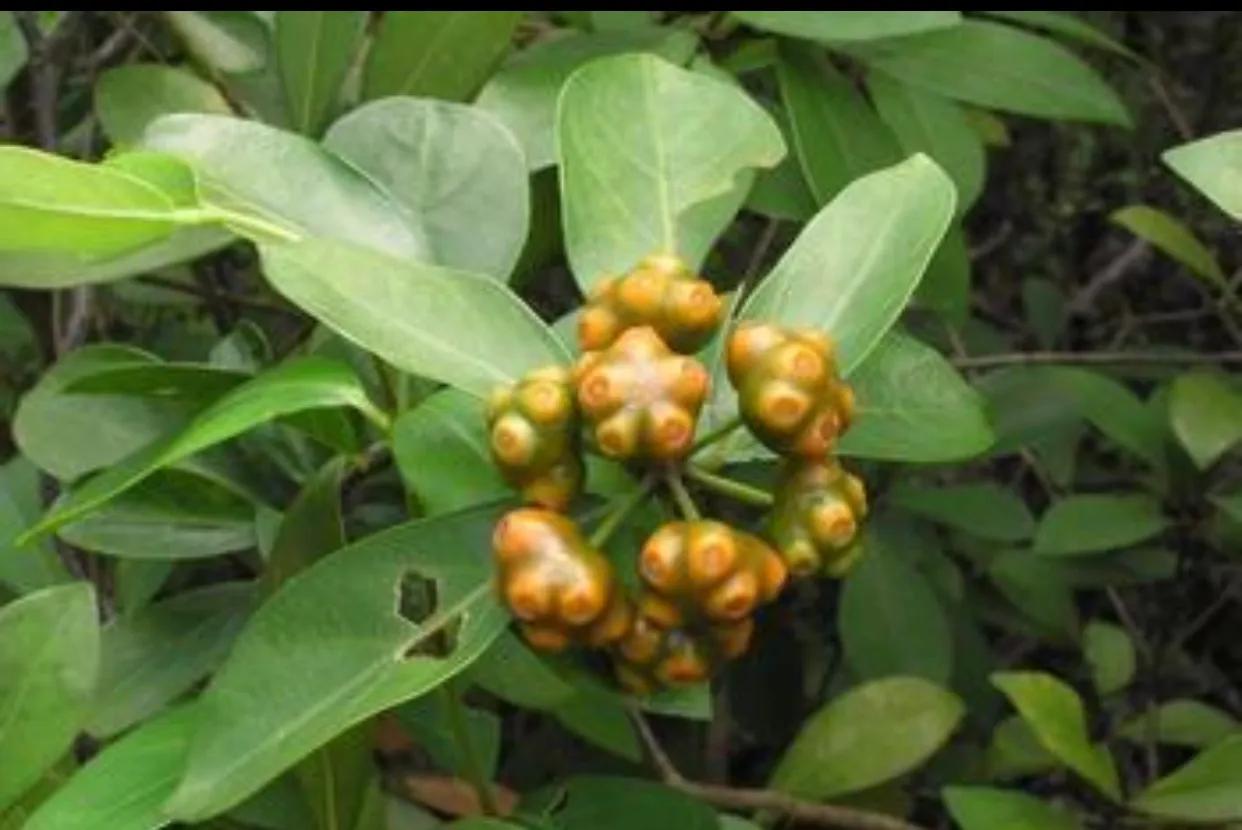 巴戟天的药理作用及临床应用,巴戟天医学科普