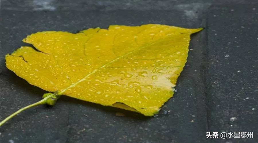 秋分在诗词里遇见最美秋日,秋天最美的诗秋分