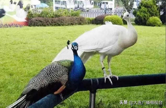 大连环城旅游巴士可以随便上下吗,大连环城巴士攻略