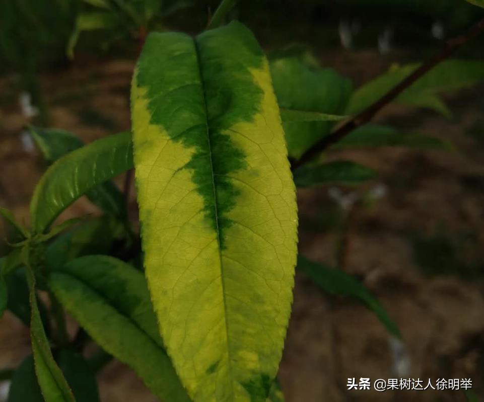 桃树刚出叶就黄是什么原因,桃树刚出的嫩叶有黄斑是什么病