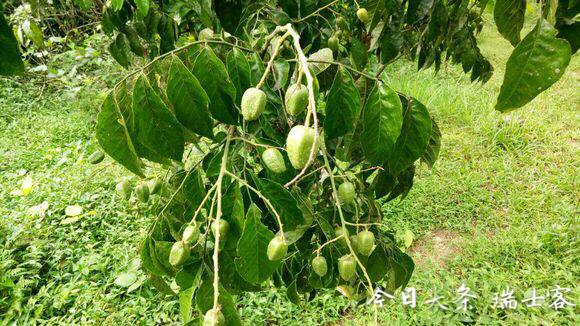 黄皮果种植技术早熟,三年黄皮树能结几斤果