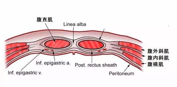 肋骨外翻、腹肌虚弱，这样呼吸，效果更好