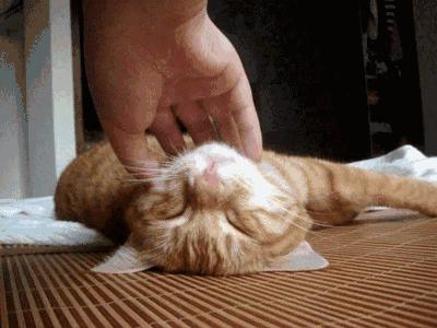 猫咪亲近人但是就是不让抱,猫咪亲近男主人不亲我