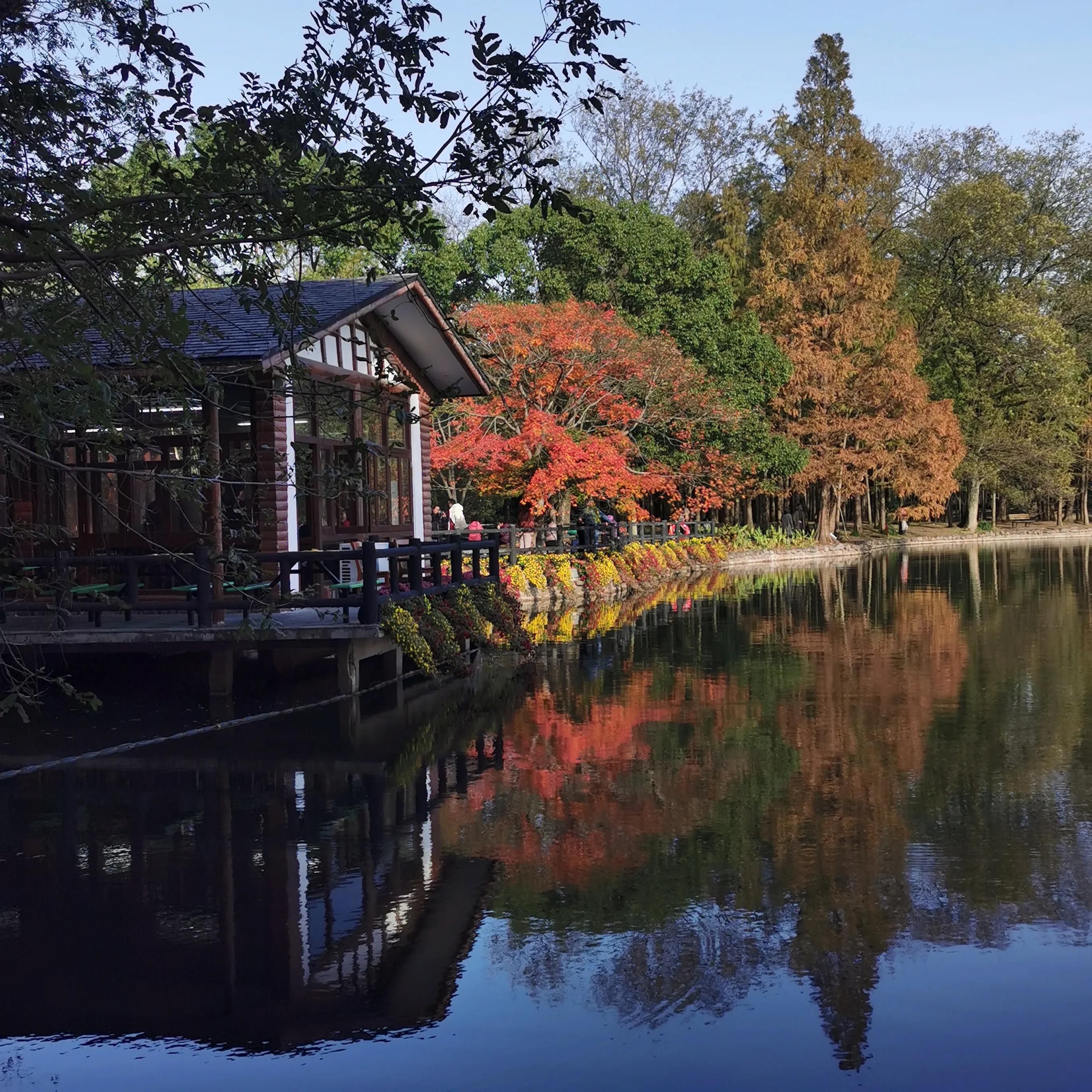 上海共青森林秋景,上海共青森林公园夜景