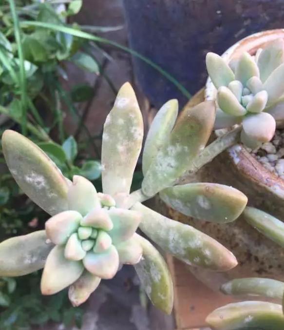 种下去2个礼拜的‘肉肉’，今天好奇扒开土一看，根部全霉了！