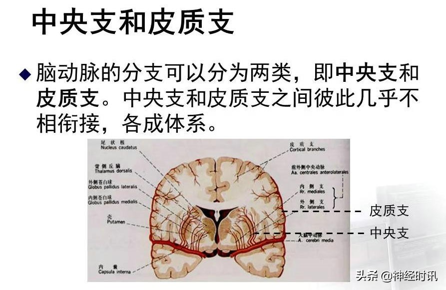脑动脉解剖学讲解,基底节区脑血管解剖
