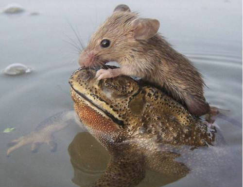 奇思妙想，牧民们往驯鹿的角上喷荧光漆来降低死亡率！