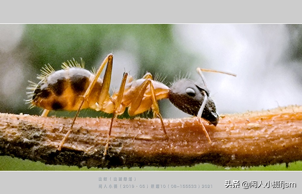 手机昆虫摄影：蚂蚁随处见，手机人人有，有想过用手机拍蚂蚁吗？