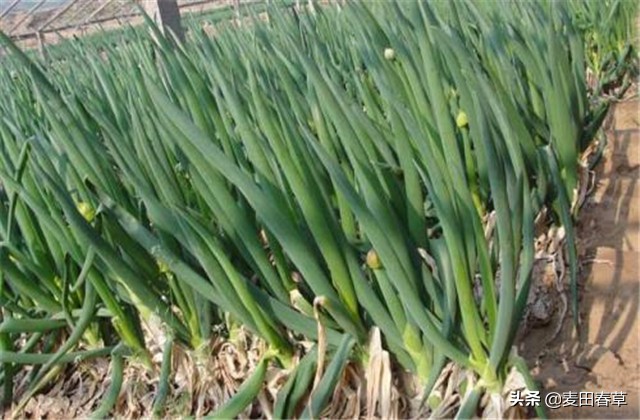 大葱春季地膜育苗方法和技术,春种玉米种植技术