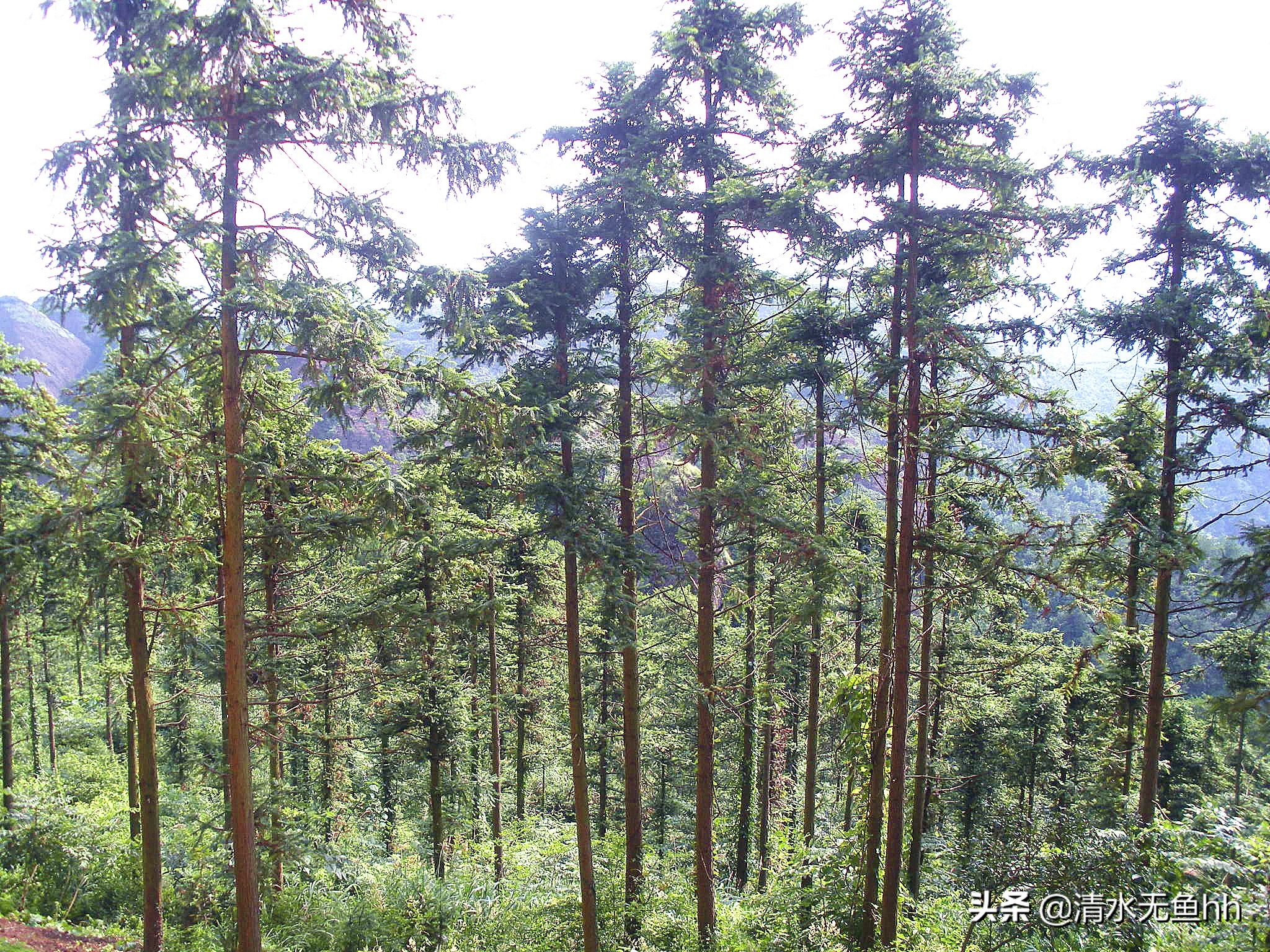 铜钹山九仙湖简介,千年禁地铜钹山
