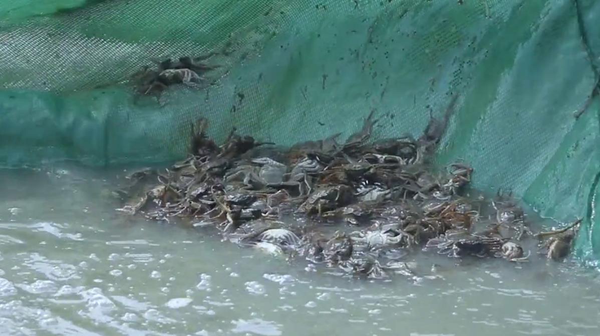 为何死掉的螃蟹不能吃,为什么死的螃蟹不能卖